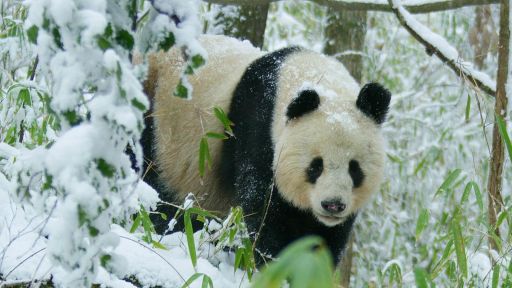 Pandas: Born to be Wild -- Rare Glimpse of Wild Panda In Heat