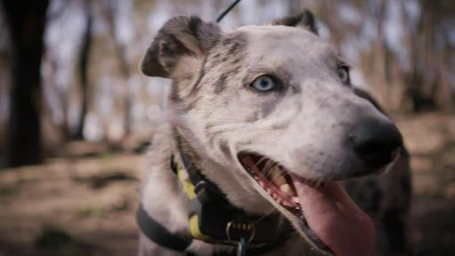 Australian Bushfire Rescue -- Meet Bear, the Koala Detection Dog