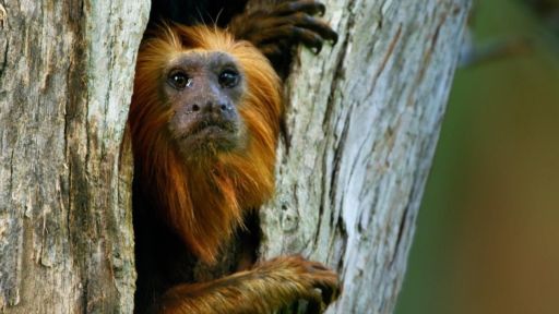 Family Matters | Primates -- Devoted Tamarin Dad Leads His Family