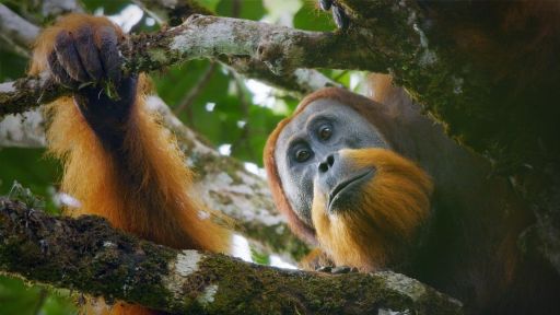 Family Matters | Primates -- New Orangutan Species Filmed for First Time