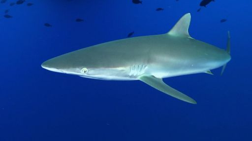 Did you know about this unique ocean relationship? The pilot fish follow  the sharks eating their food scraps & parasites. They also gain