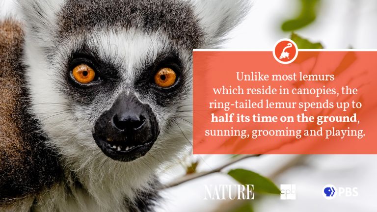Ring-Tailed Lemur Fact Sheet | Blog | Nature | PBS