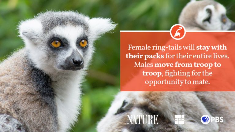 Ring-Tailed Lemur Fact Sheet | Blog | Nature | PBS