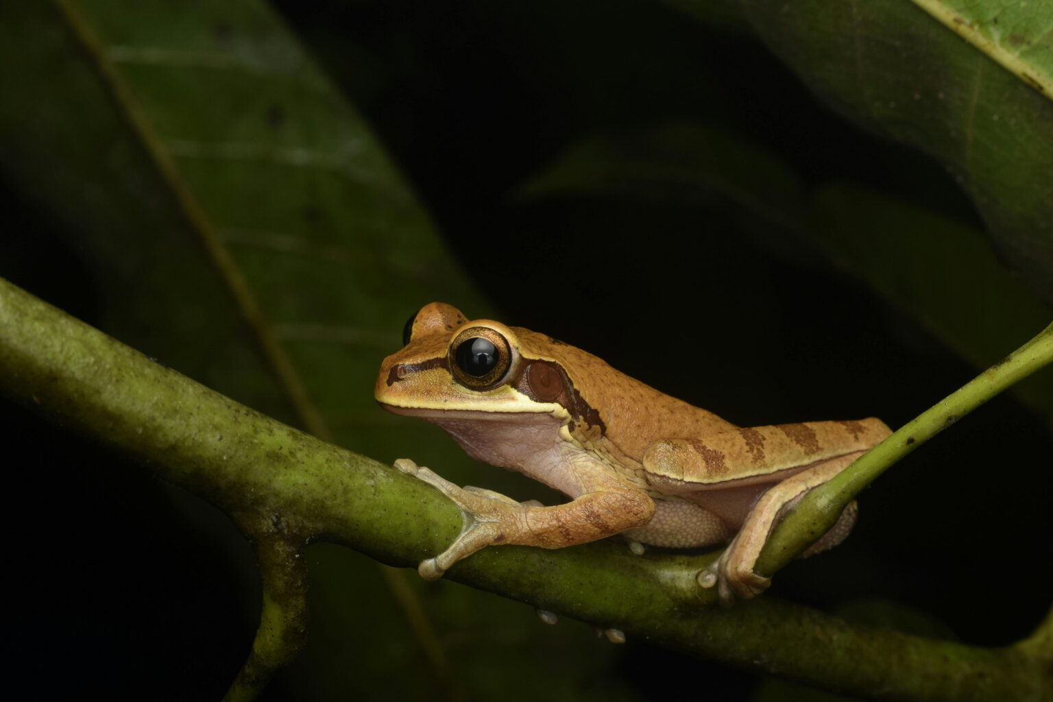 Frog Fact Sheet | Blog | Nature | PBS