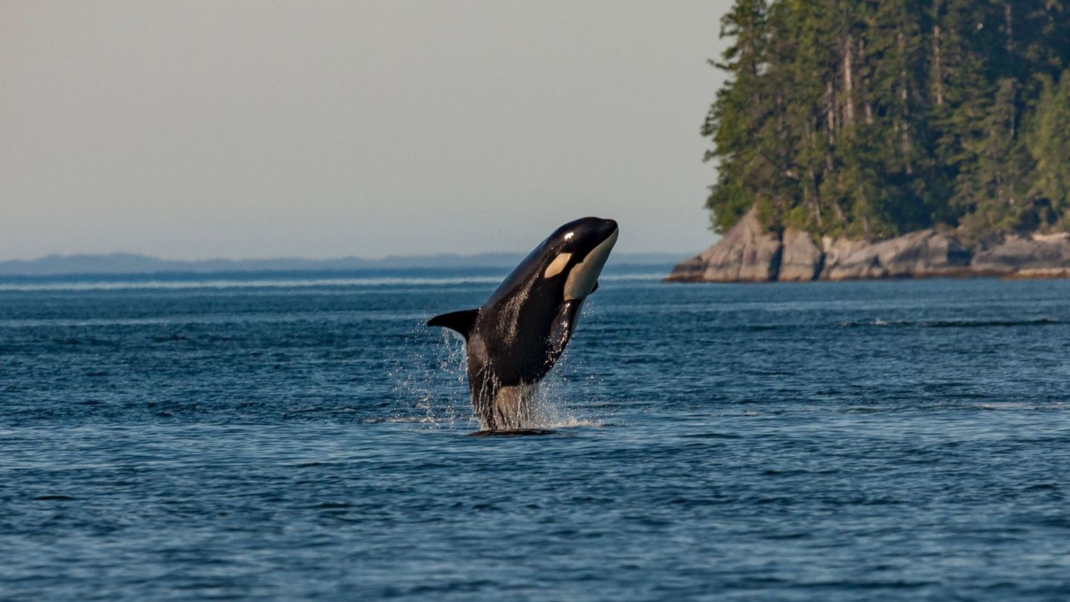 Killer Whale Fact Sheet | Blog | Nature | PBS