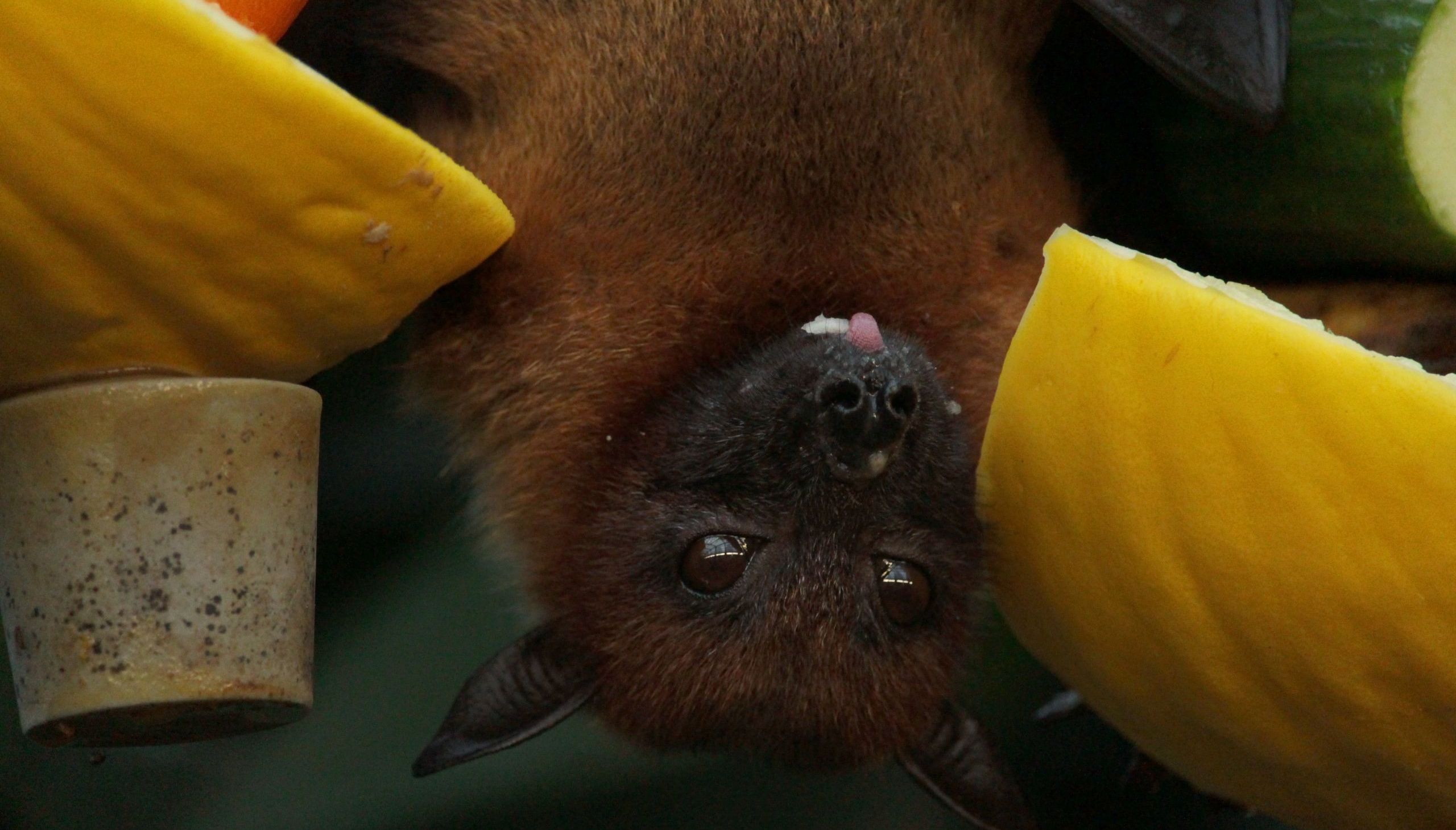 Bat Fact Sheet | Blog | Nature | PBS