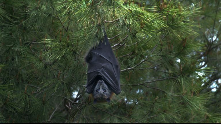 Bat Fact Sheet | Blog | Nature | PBS