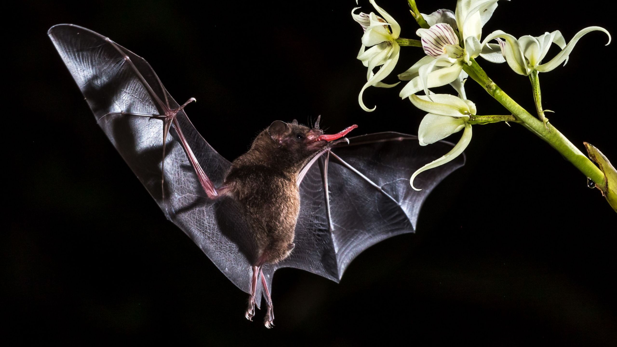 Bat Fact Sheet | Blog | Nature | PBS