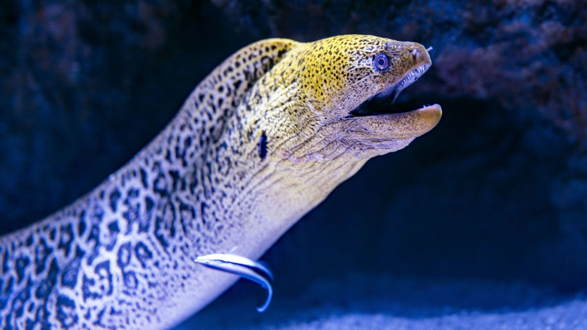 Eel Fact Sheet Blog Nature PBS Eel Fact Sheet Blog Nature PBS