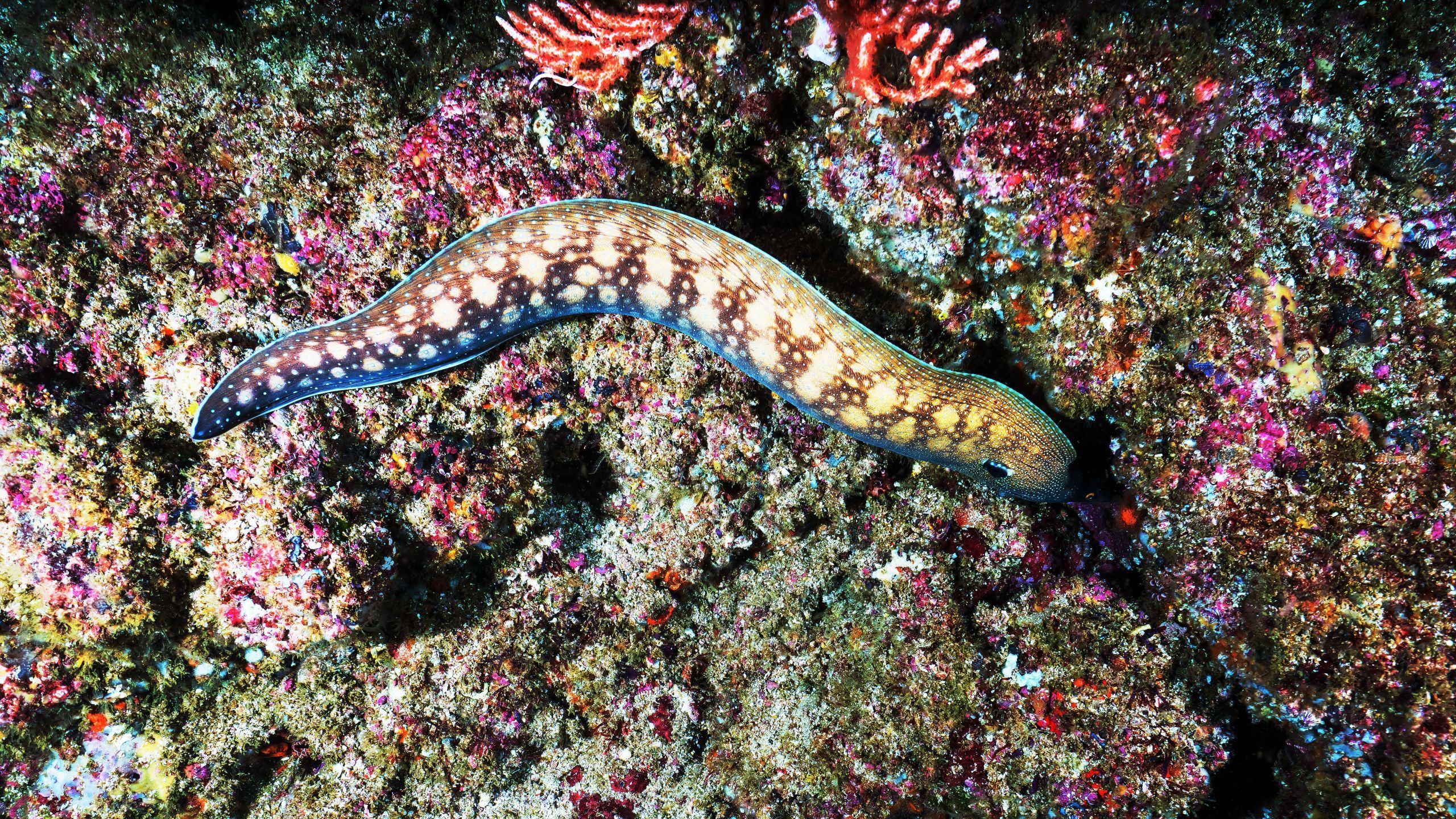 Eel Fact Sheet Blog Nature PBS