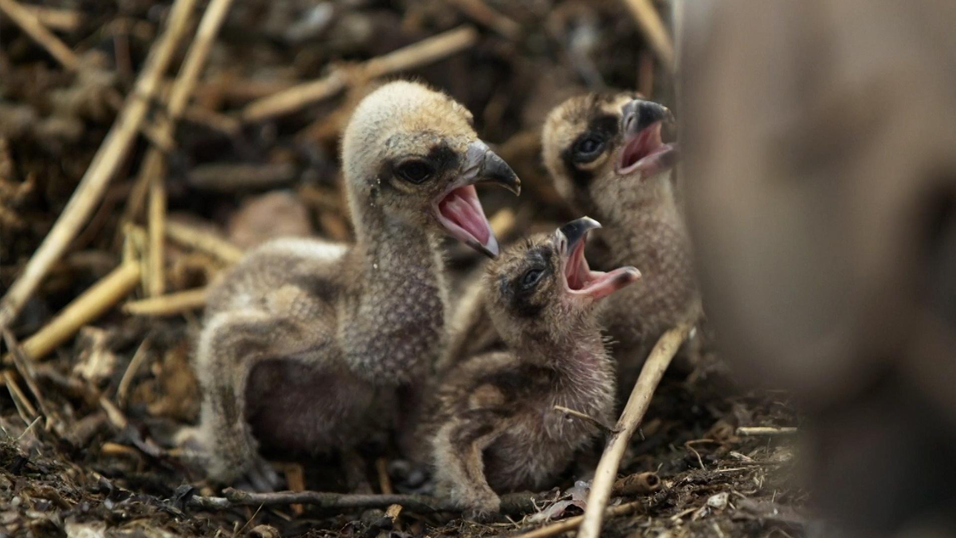 Season of the Osprey Careful Osprey Parents Feed Chicks for the First