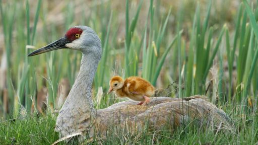 First Steps | Born in the Rockies -- Tiny Crane Chick's First Moments