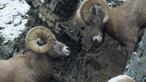 Growing Up | Born in the Rockies -- Rams Battle for Right to Mate