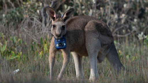 Animals with Cameras, Collections, Nature