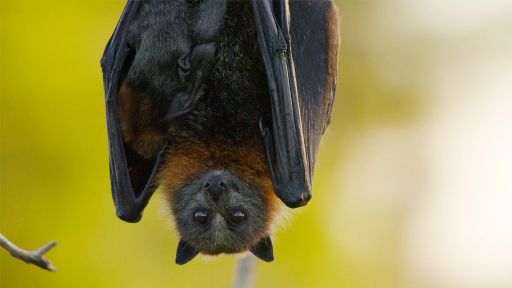 Australia | Animals with Cameras -- Flying Fox Cams Reveal Night Time Escapades