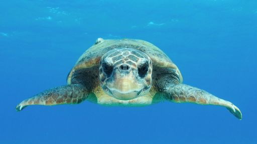 Oceans | Animals with Cameras -- Sea Turtle Films Surprising Discoveries
