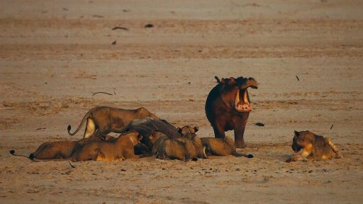 Hippo King -- Young Hippo Mourns Mother's Death
