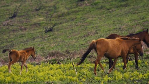 Portugal: Wild Land on the Edge -- Meet Portugal's 20,000-Year-Old Wild Horses
