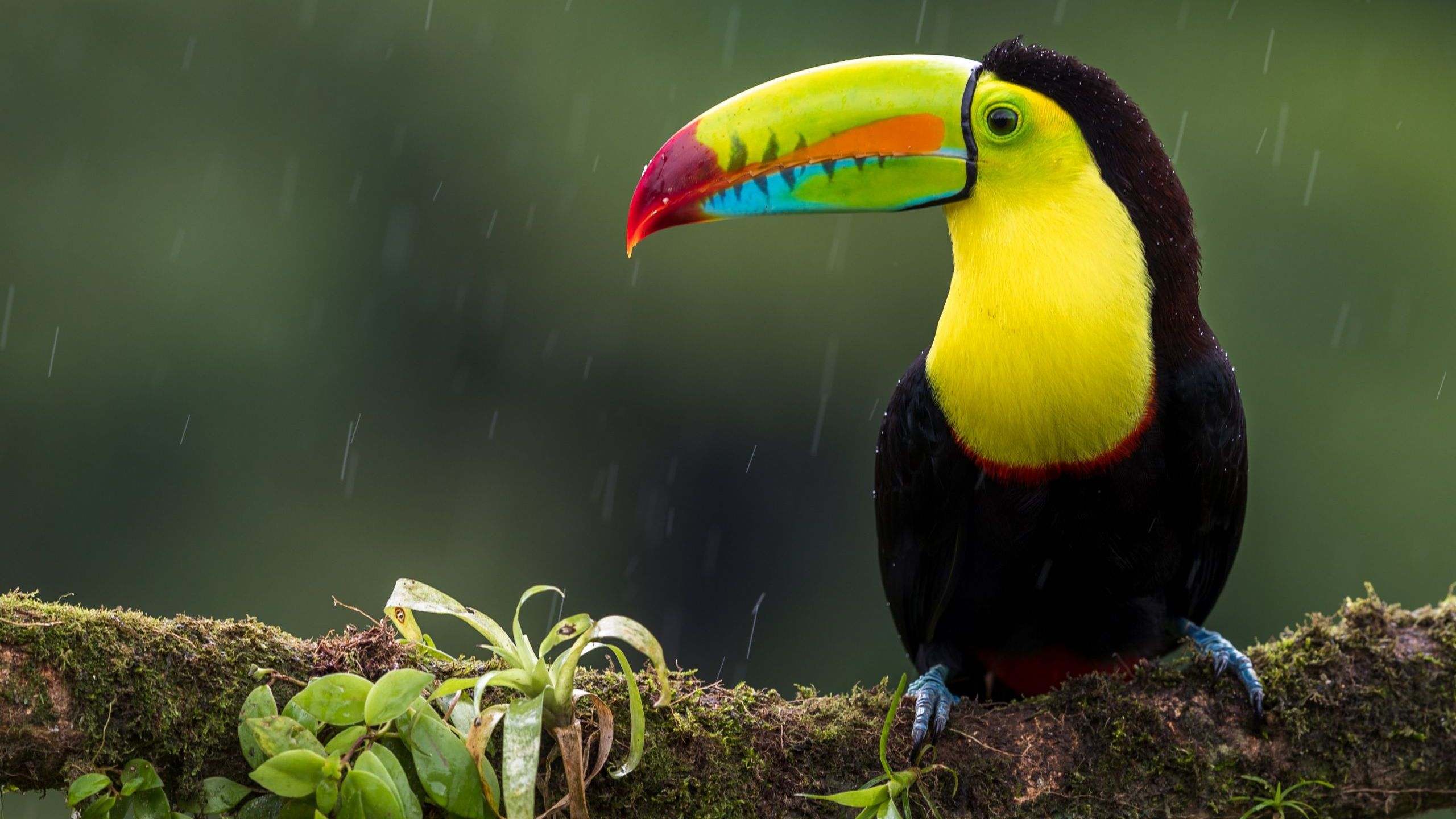 Toucan Fact Sheet Blog Nature PBS