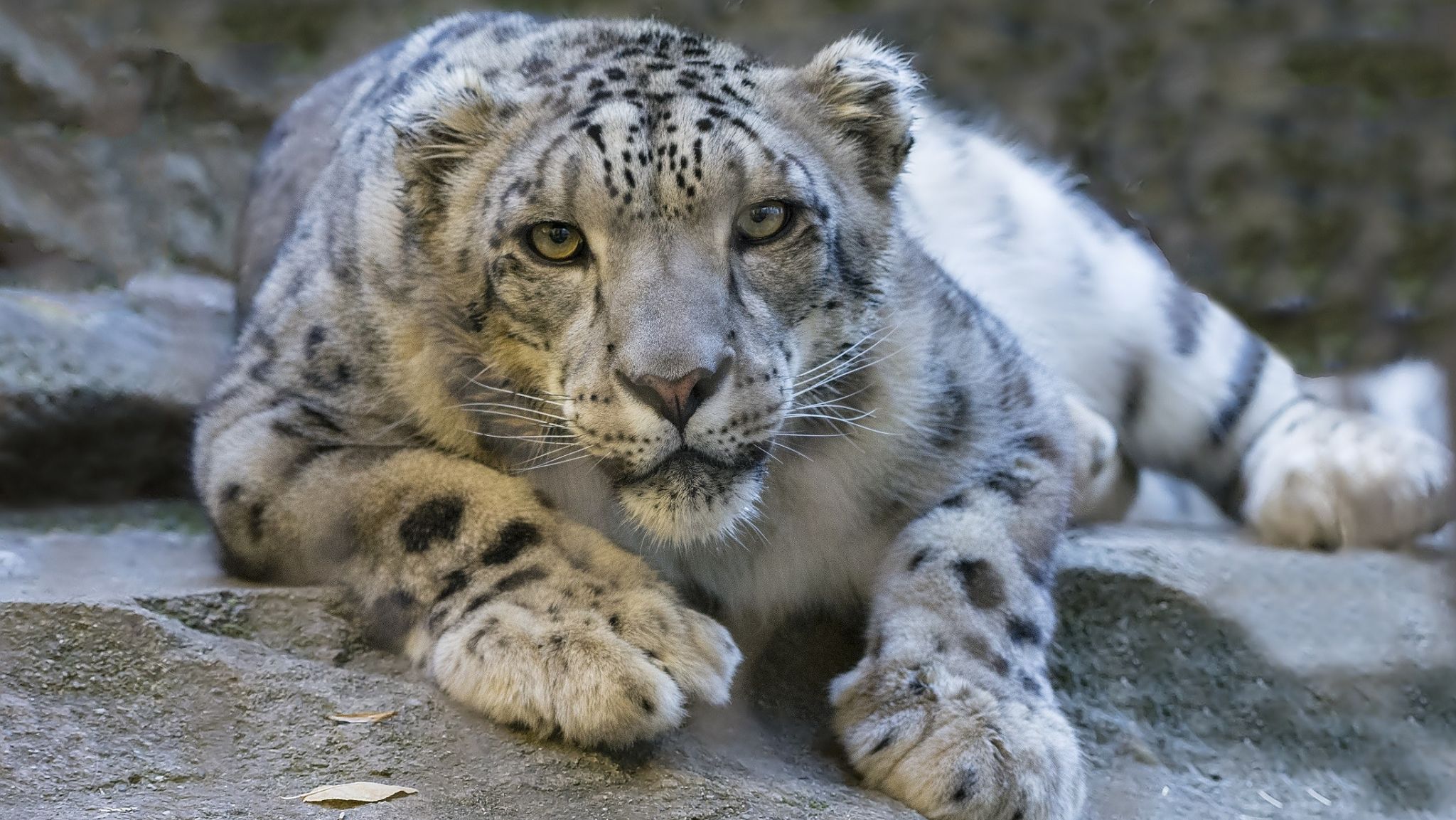 Snow Leopard Fact Sheet | Blog | Nature | PBS