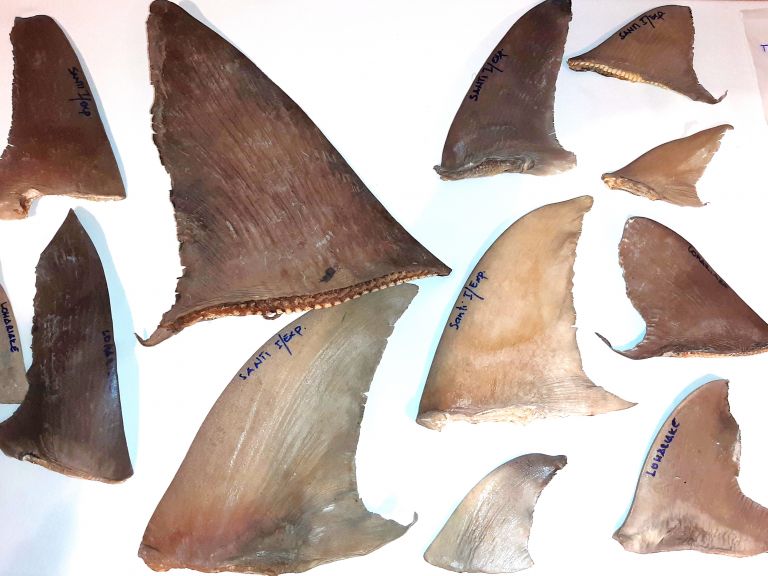 Shark Fin Rays Happy Sharks, Rays, and Sea Cucumbers as Madagascar Strives for More ...