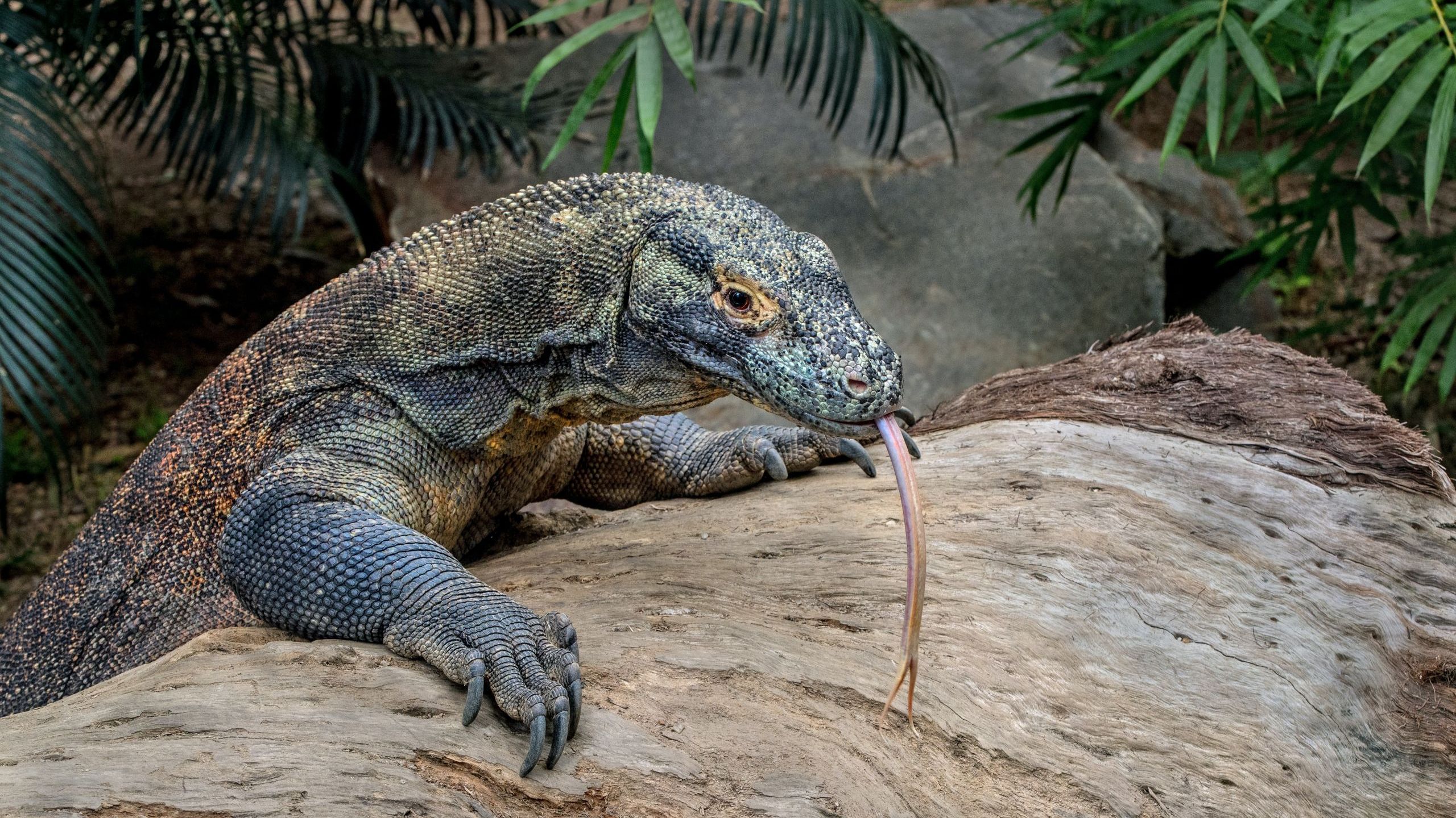 Komodo Dragon Fact Sheet Blog Nature PBS