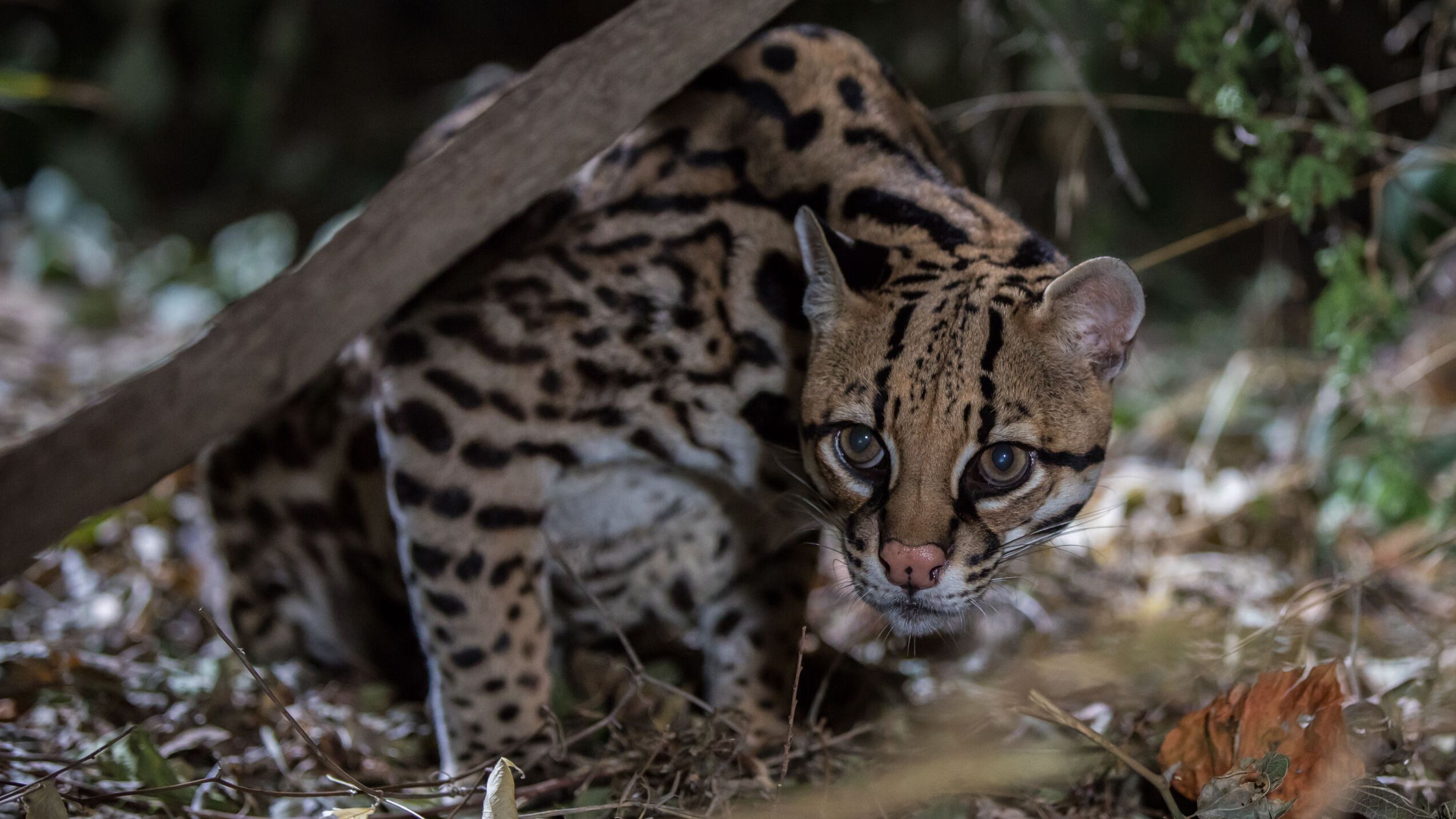 Ocelot Full Grown Ocelot Full Grown