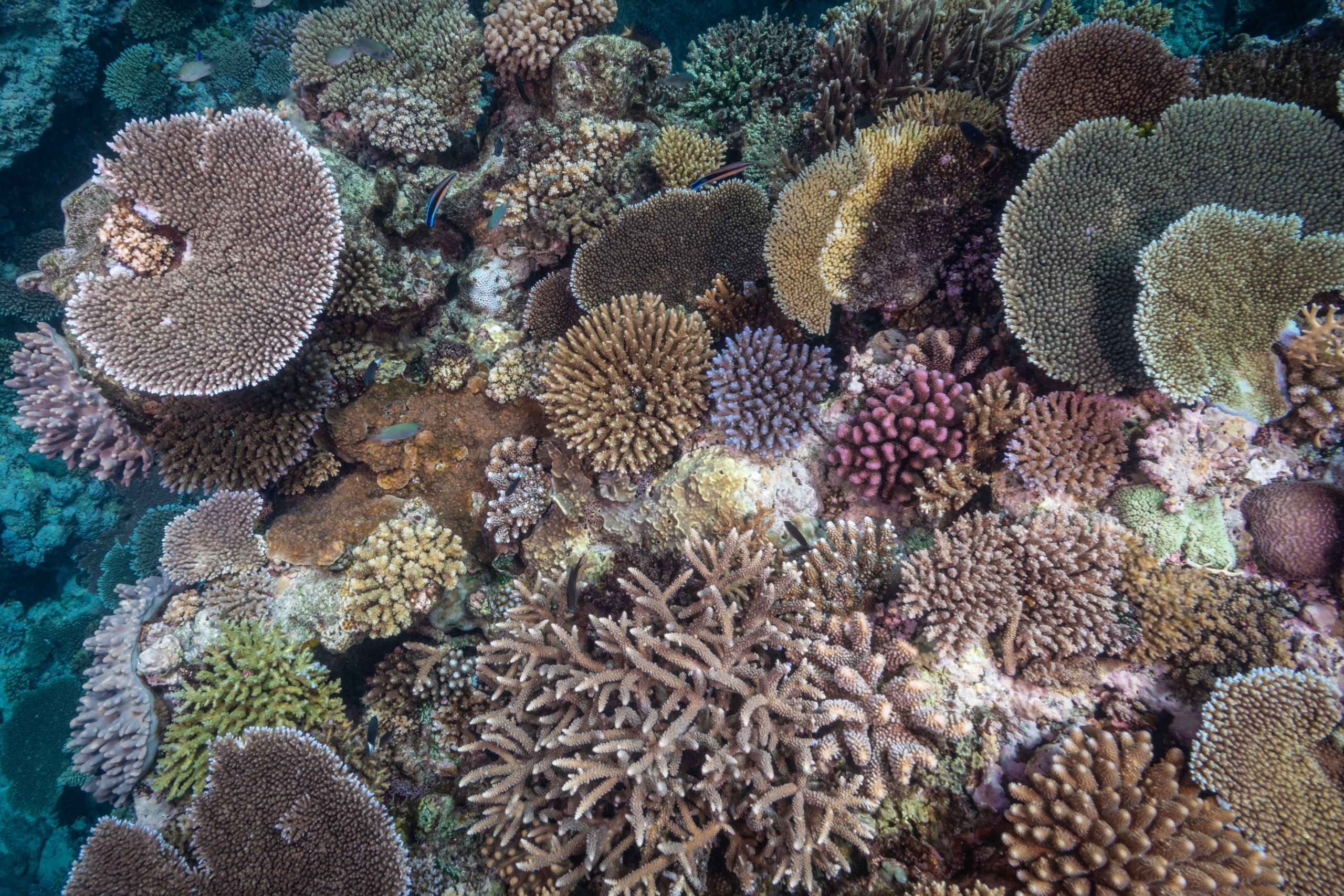 Why artificial reefs will benefit nature and peace - Washington