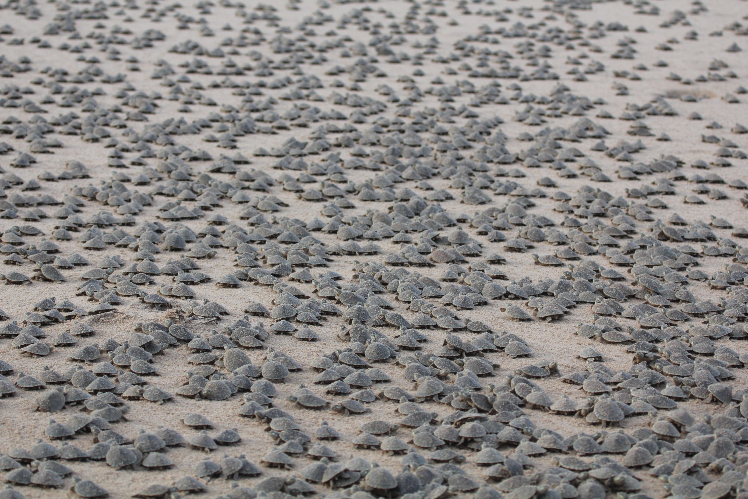 Turtle Riot Formation Using Drones to Assess World's Largest Mass Gathering of Giant River ...