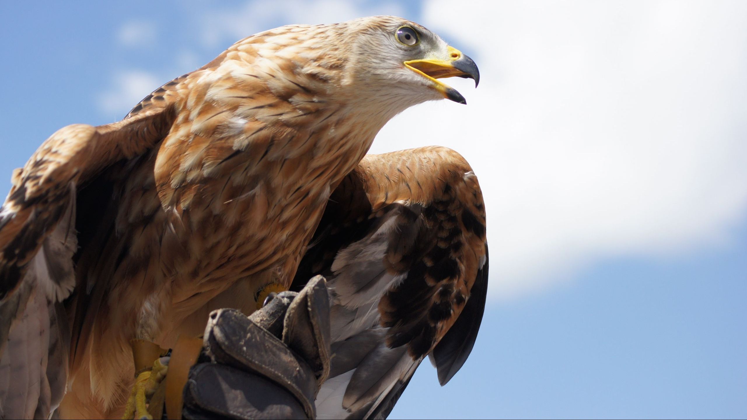 Golden Eagle Bird Size Golden Eagle Bird Size