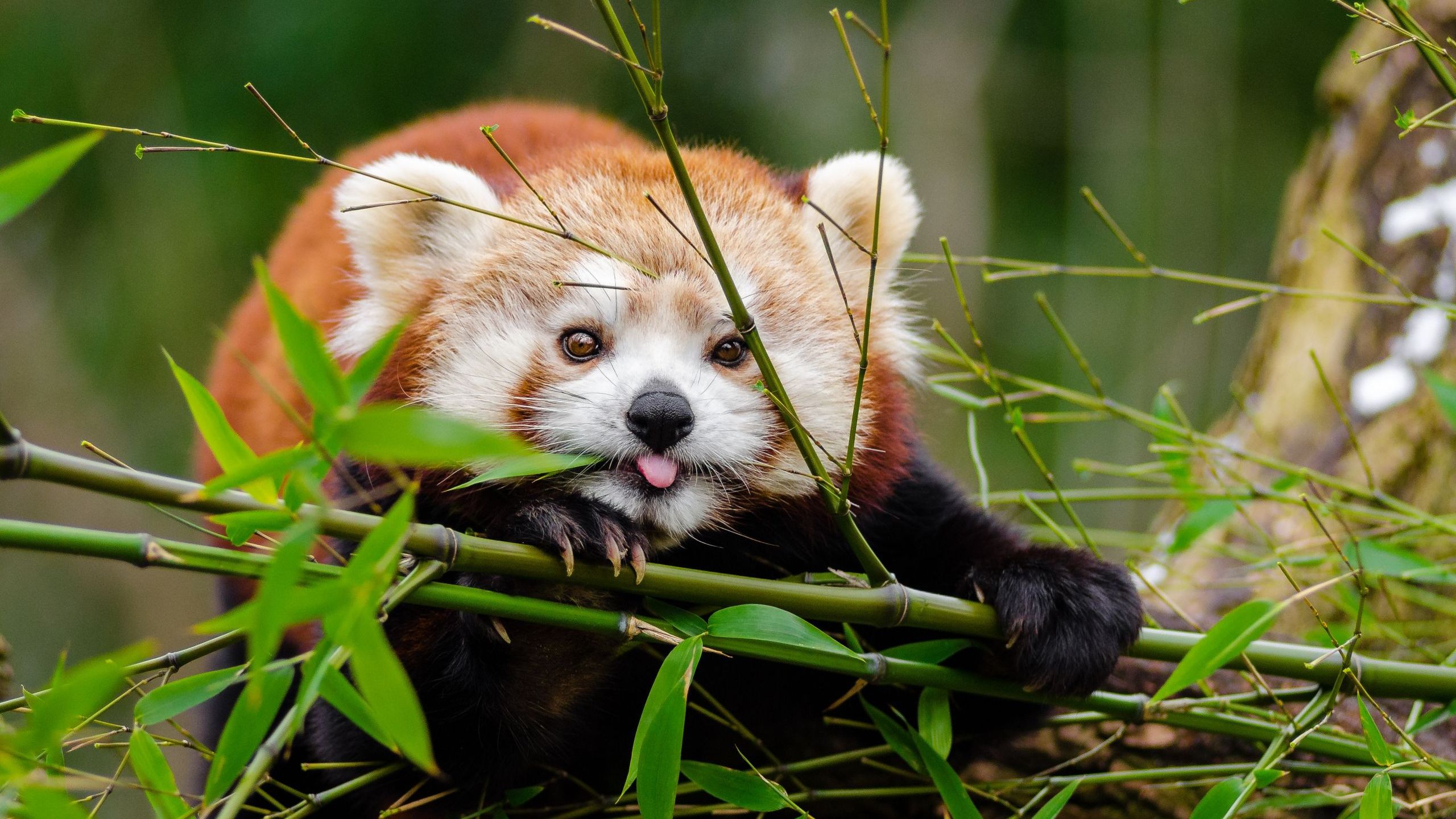 Red Panda Fact Sheet Blog Nature PBS Red Panda Fact Sheet Blog Nature PBS
