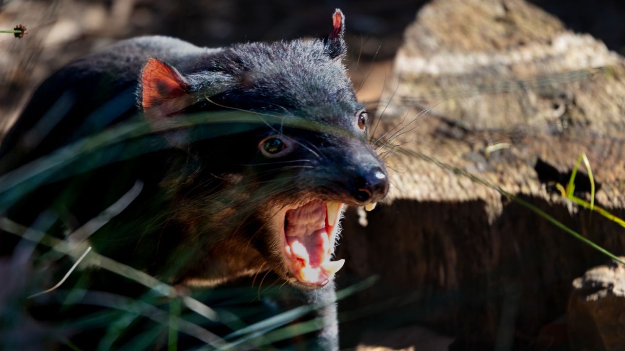Tasmanian Devil Fact Sheet | Blog | Nature | PBS
