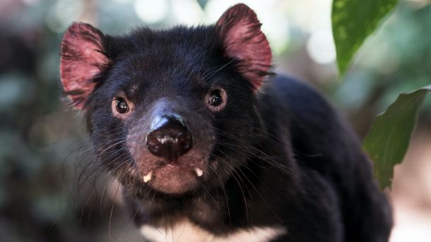 Tasmanian Devil Fact Sheet | Blog | Nature | PBS