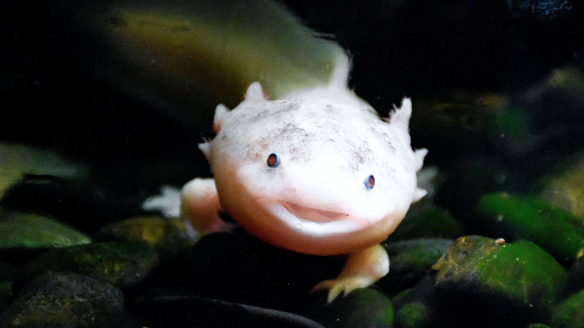 Axolotl Fact Sheet Blog Nature PBS