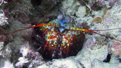 If the spirit moves (mud): The burrowing ghost shrimp - Washington