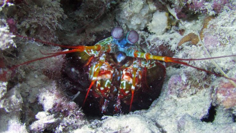 Peacock Mantis Shrimp Fact Sheet | Blog | Nature | PBS