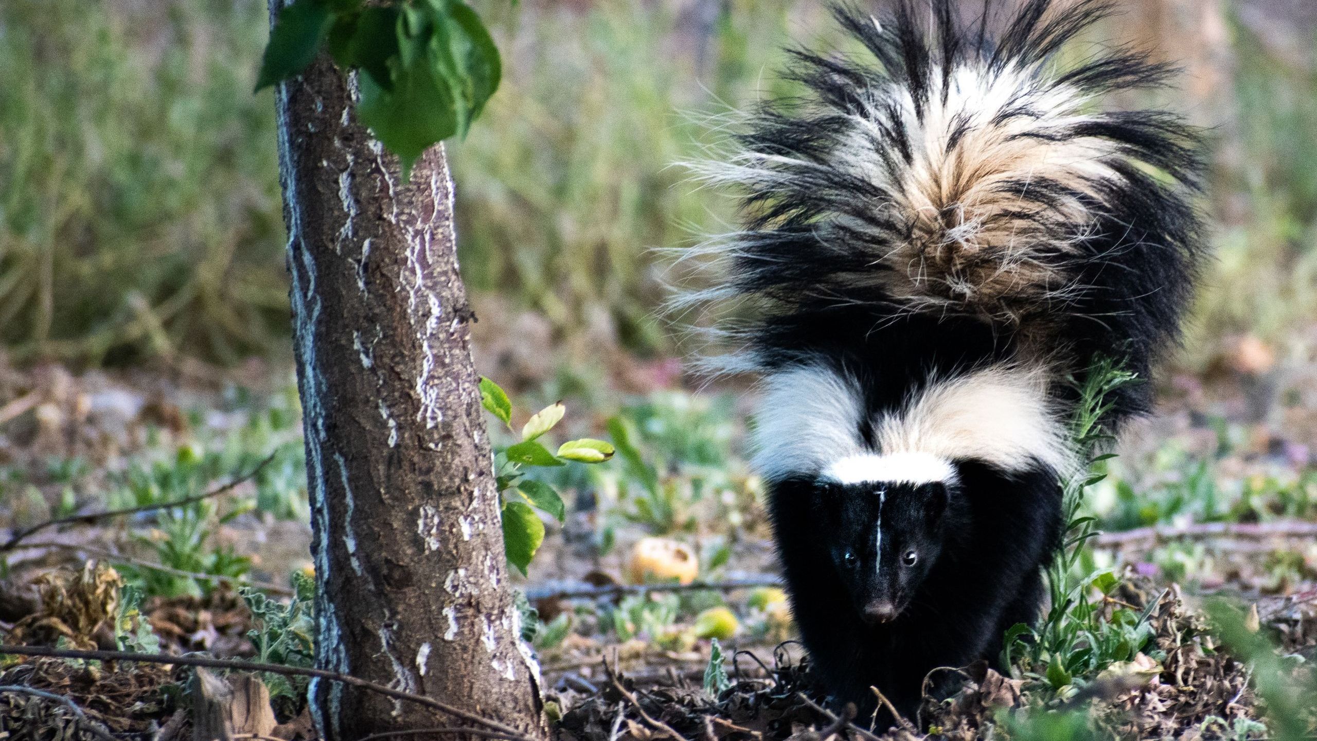 Skunk Fact Sheet Blog Nature PBS