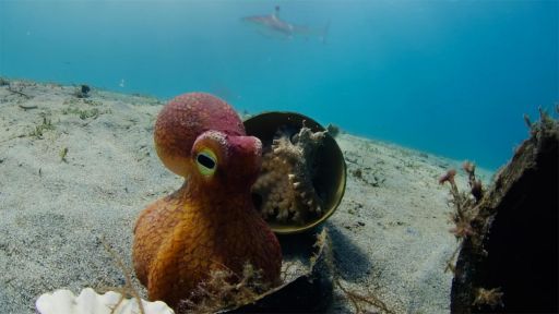 Deep Thinkers | Spy in the Ocean -- Spy Octopus Helps Friend Hide From Shark