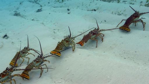 Deep Relationships | Spy in the Ocean -- Why Are These Lobsters Doing The Conga?