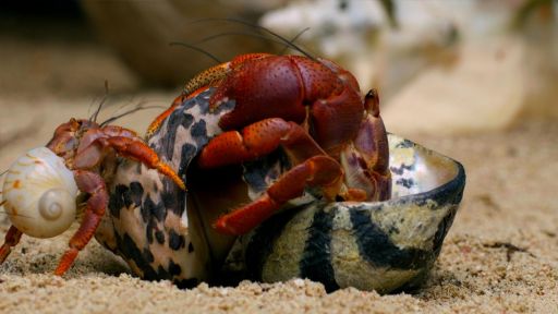 Deep Thinkers | Spy in the Ocean -- How Hermit Crabs Choose Their Shells