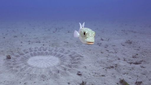 Deep Thinkers | Spy in the Ocean -- Pufferfish Builds Sand Sculpture for Mating