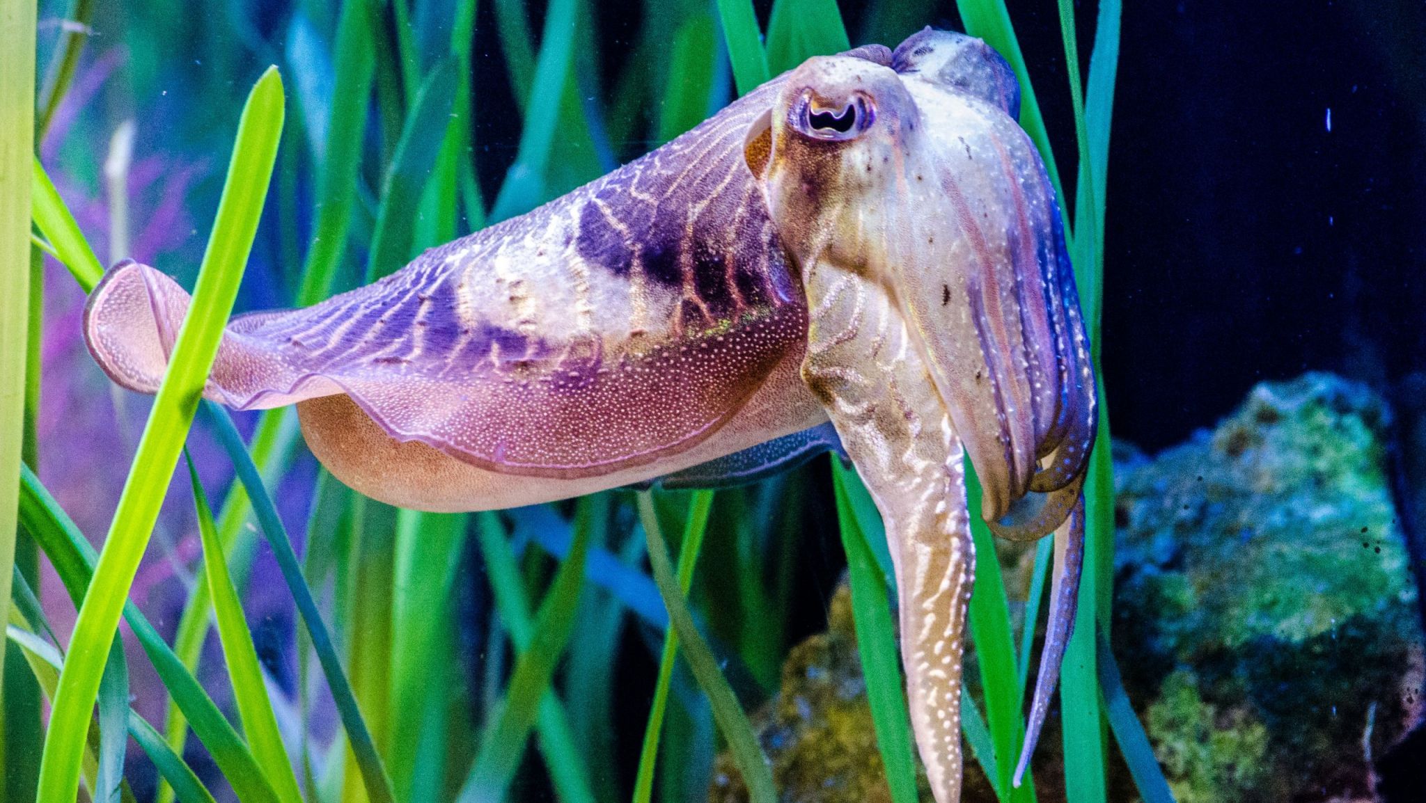 Cuttlefish Fact Sheet Blog Nature PBS