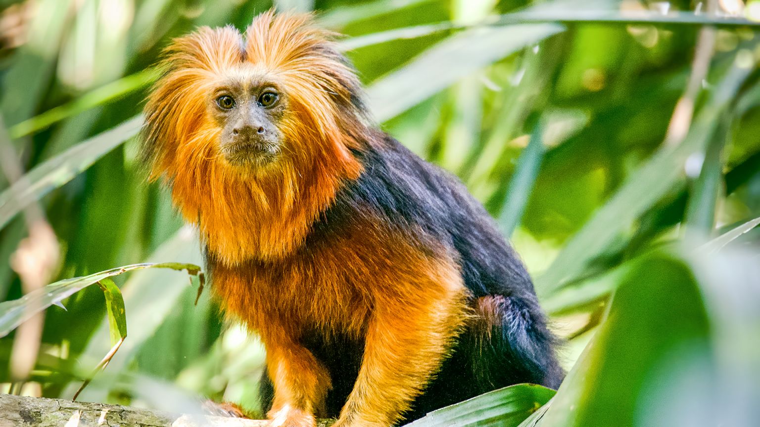 Golden Headed Lion Tamarin Fact Sheet Blog Nature PBS