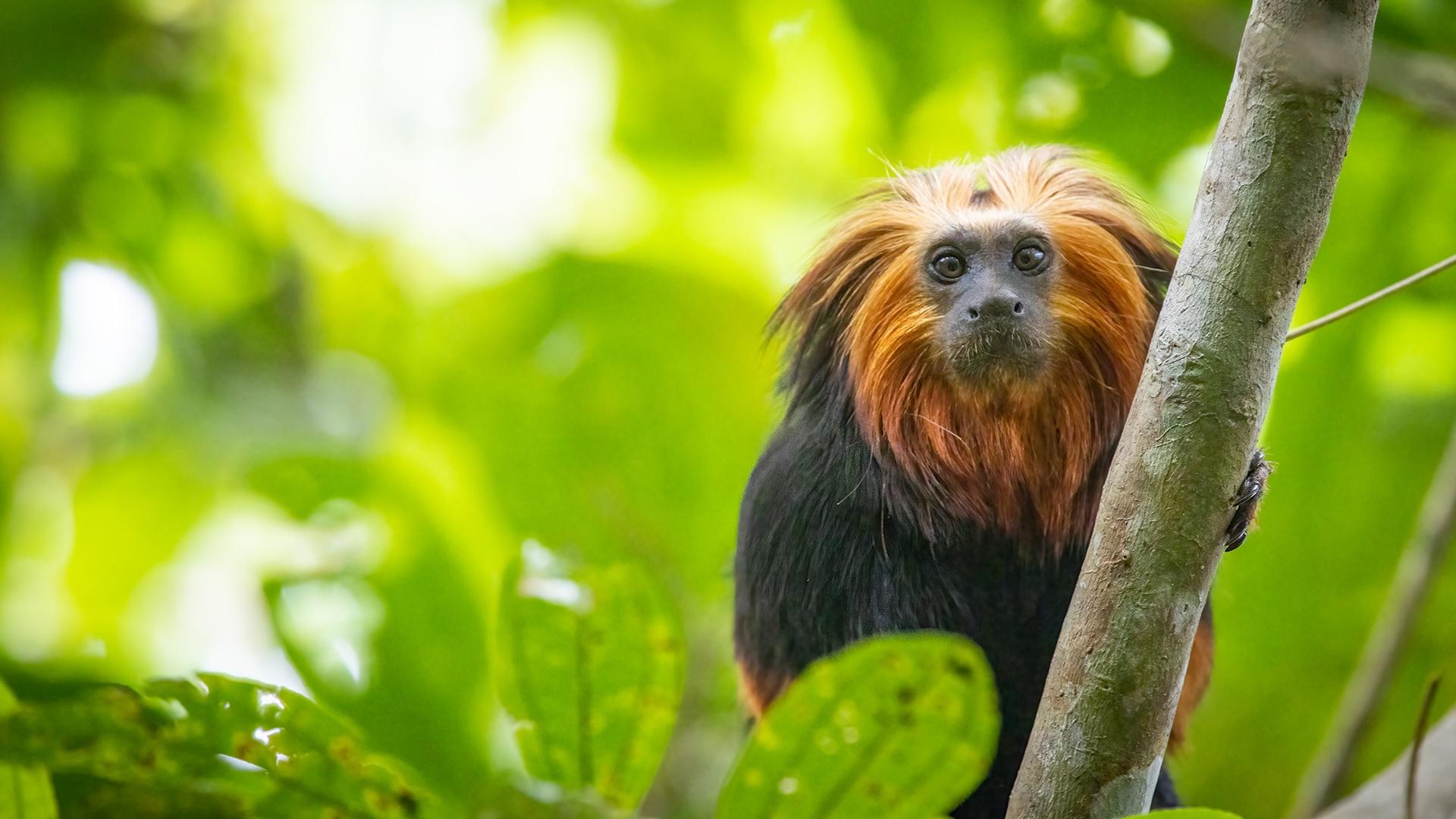 Golden Headed Lion Tamarin Fact Sheet Blog Nature PBS