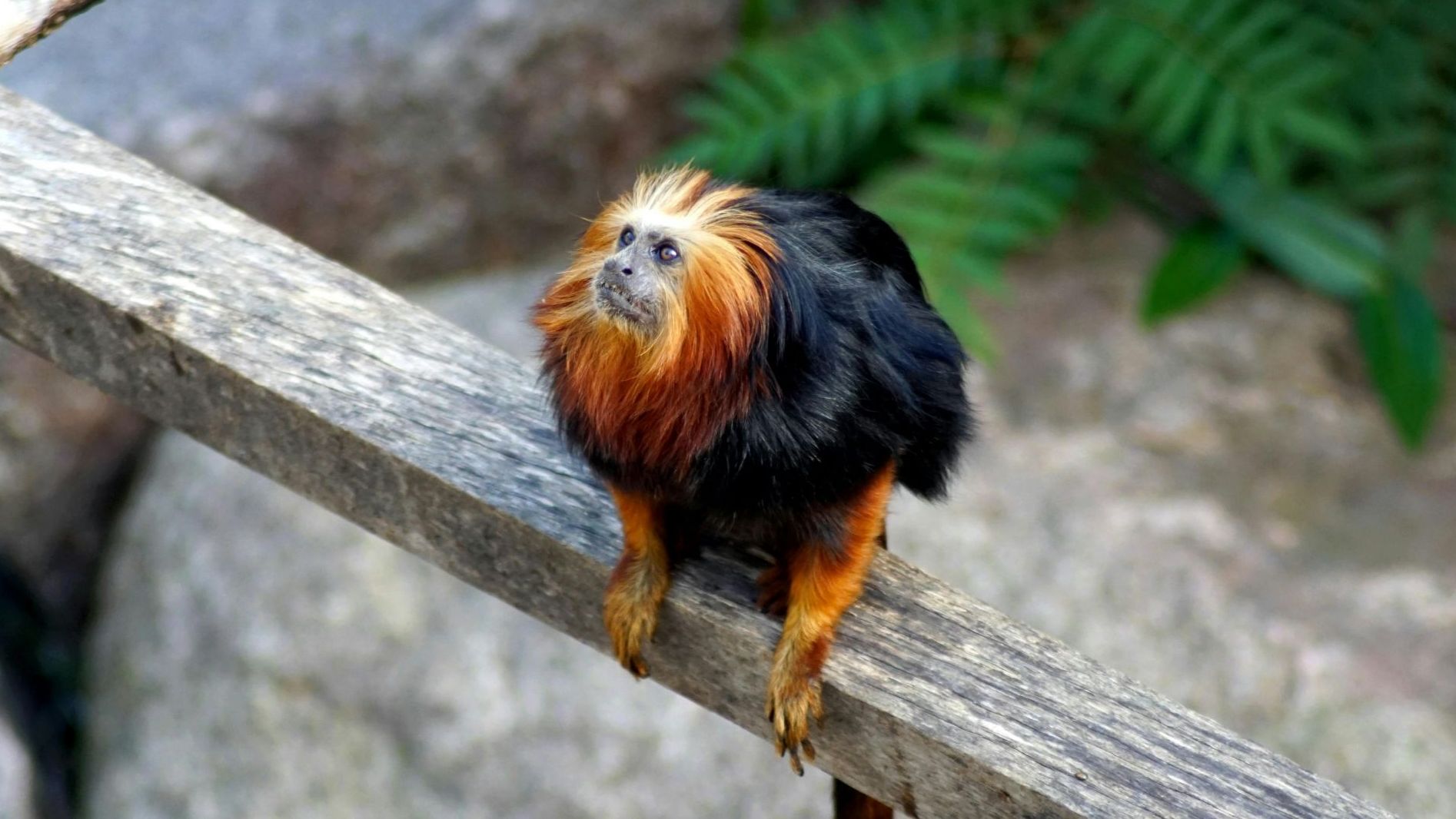 Golden-headed lion tamarin  Smithsonian's National Zoo and Conservation  Biology Institute