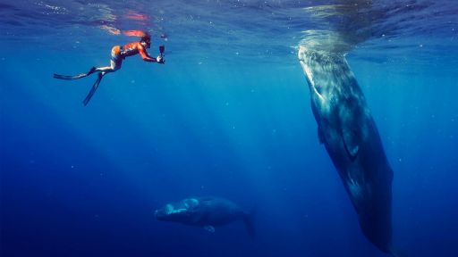 Patrick and the Whale -- Befriending a Sperm Whale