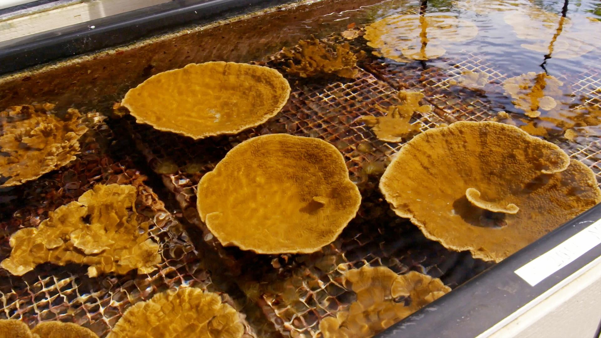 Coral Comeback | WILD HOPE | Nature | PBS