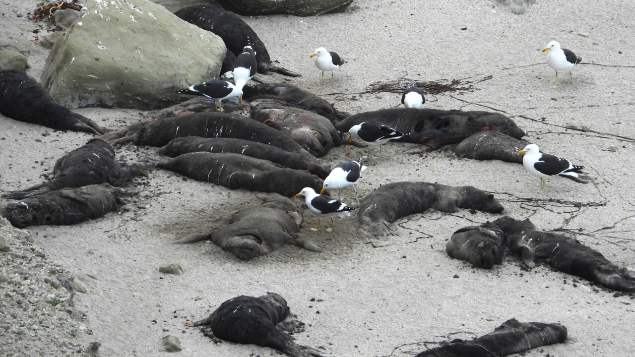 The World Must Work Together to Tackle the Growing Avian Influenza Crisis | Blog | Nature | PBS
