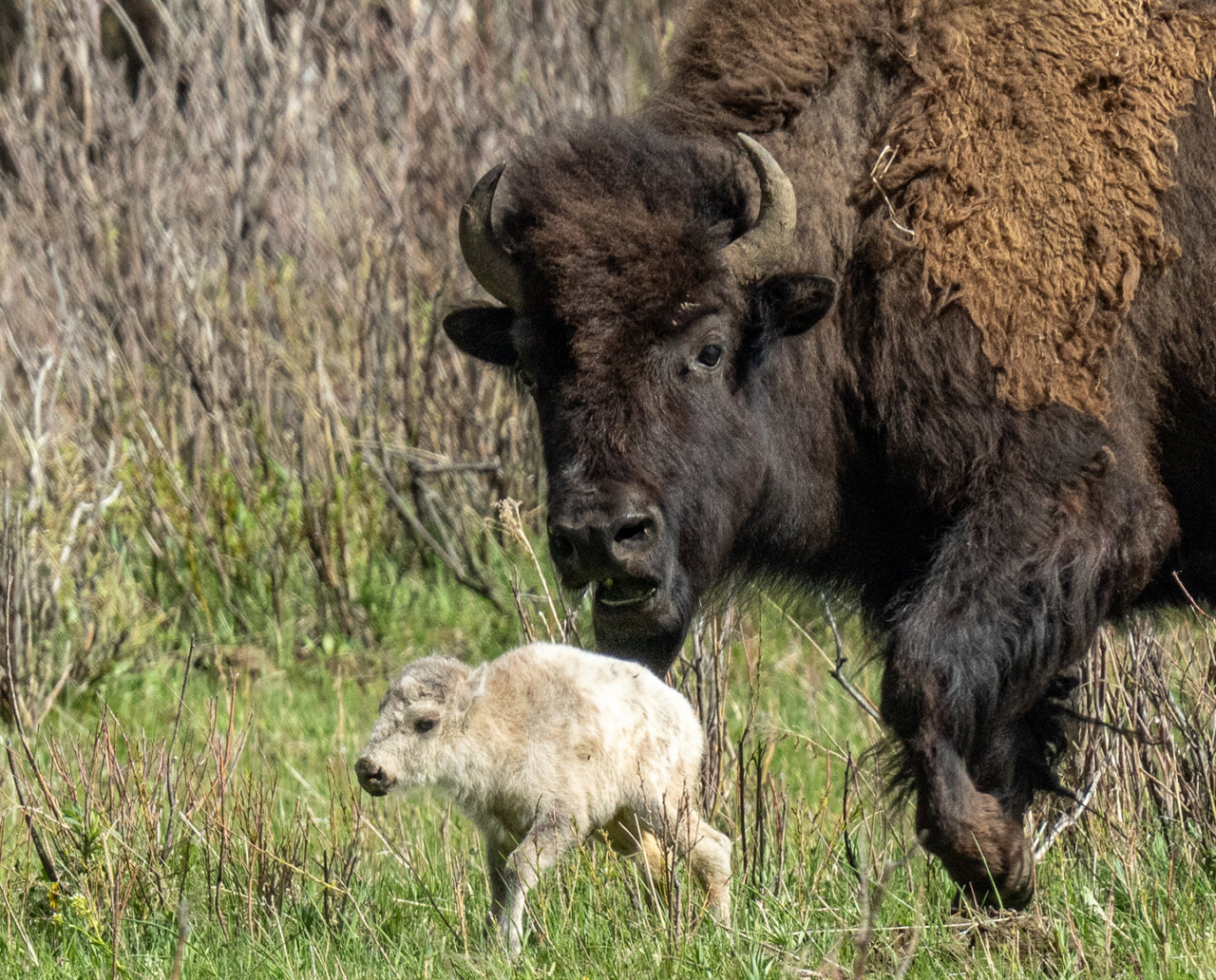 White Bison Calf-2