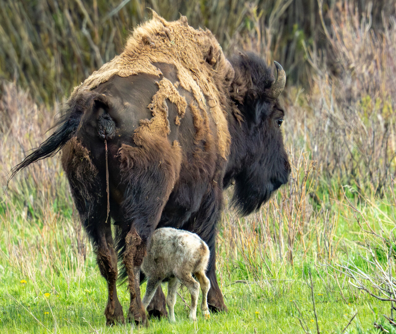 White Bison Calf-3-3